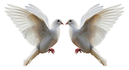 Fototapeta premium Two white doves face each other with their wings spread wide on transparent background