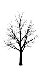 Obraz premium Leafless Tree Silhouette Against White.