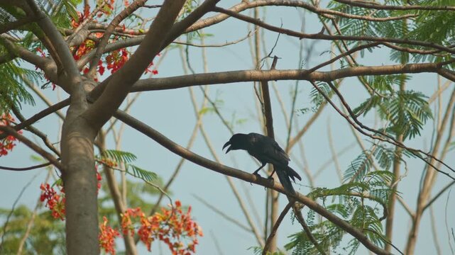 Footage of a single black bird perched on a wooden support structure among trees in a tropical park. 