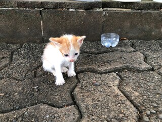 A tiny, adorable orange and white kitten sits on a textured stone pathway next to a discarded plastic bottle. © Citra