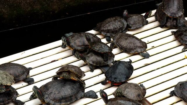 Close-up of turtles raised on bamboo rafts in a pond