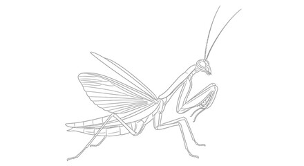 Line Art Praying Mantis Insect Illustration © Zie