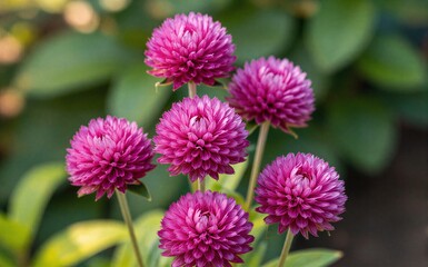Fototapeta premium Vibrant pink globe flowers bloom gracefully in a sunlit garden