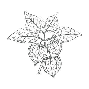 Physalis plant with leaves and fruit, also known as ground cherries or husk tomatoes