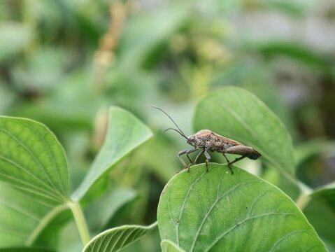 Close-up of a leaffooted bug (Coreidae family) perched on a vibrant green leaf, showcasing its textured body and long antennae against a blurred natural background