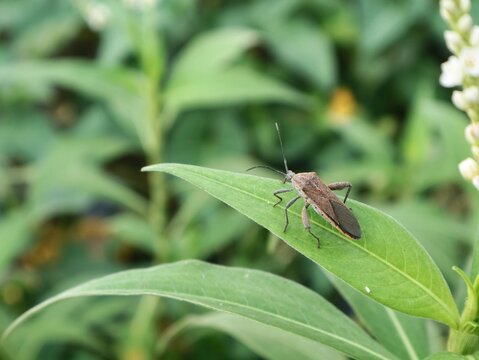 Close-up of a leaffooted bug (Coreidae family) perched on a vibrant green leaf, showcasing its textured body and long antennae against a blurred natural background