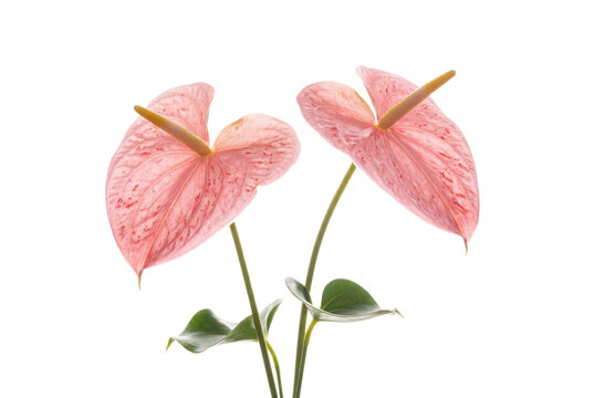 Two blooming pink Anthurium flowers with green leaves