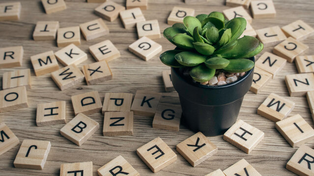Green succulent plant in a black pot placed on a background of scattered wooden letter tiles.
