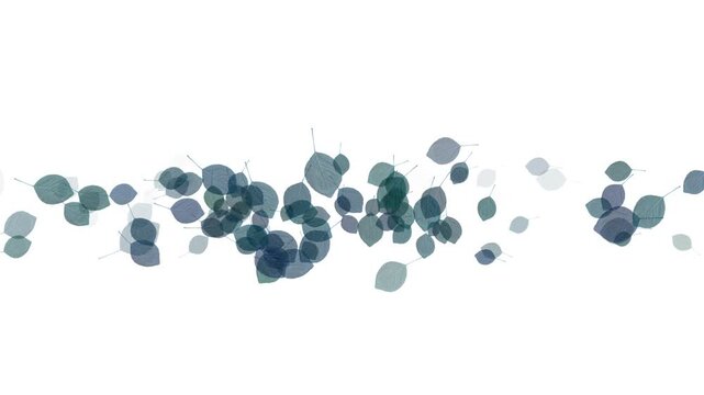 blue grape leaves leaf motion video. leaf minimalmotion video