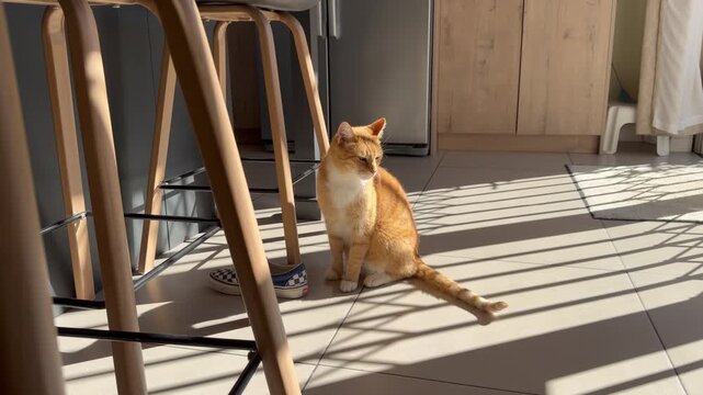 A ginger cat sits next to a chair in a house.