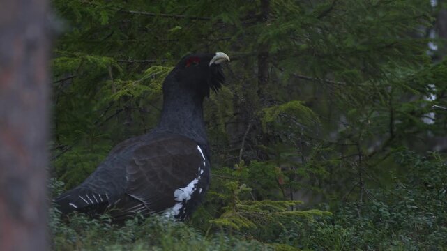 Male capercaillie with red eye standing in the wild Norwegian forests