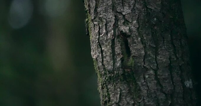 A Greater Spotted Woodpecker on the side of a tree, before moving around out of view.