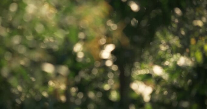 A serene nature scene featuring blurred bokeh leaves creating a calming atmosphere.