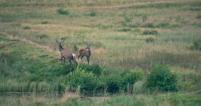 A pair of Red Deer stags running towards a pond, before running back off screen.
