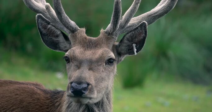 A young red deer stag in spring, lifting it's head into view before looking directly at the camera