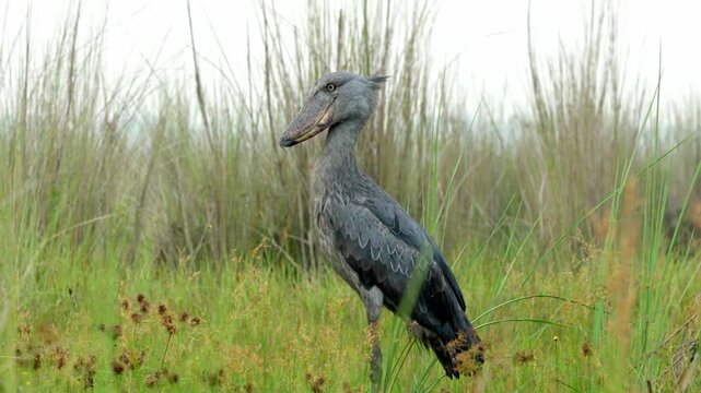Rare shoebill in full-frame view, standing still and intensely stalking prey in the wild.Filmed from a boat in the Entebbe swamps, Uganda, full body, standing and stalking prey