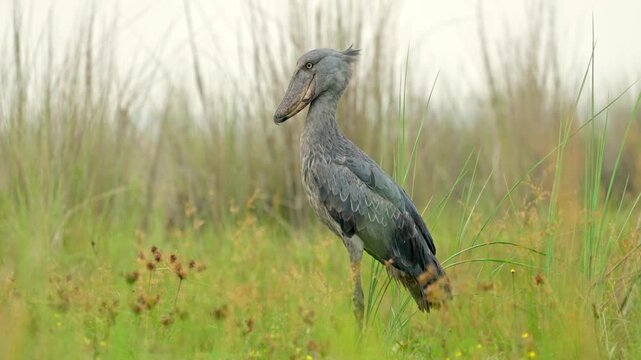 Rare shoebill in full-frame view, standing still and intensely stalking prey in the wild.Filmed from a boat in the Entebbe swamps, Uganda, full body, standing and stalking prey