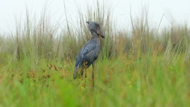 Rare shoebill in full-frame view, standing still and intensely stalking prey in the wild.Filmed from a boat in the Entebbe swamps, Uganda, full body, standing and stalking prey