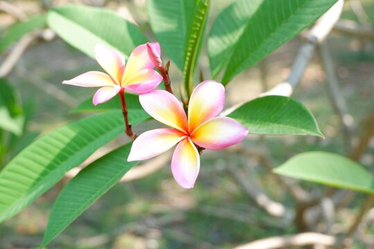 Red Frangipani Tropical Flowering Plant for Garden Landscape Design