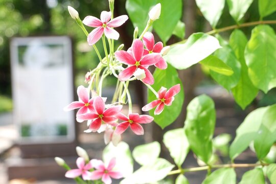 Chinese Honeysuckle Rangoon Creeper Blooming
