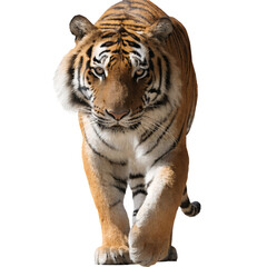 Obraz premium Powerful Tiger Walking