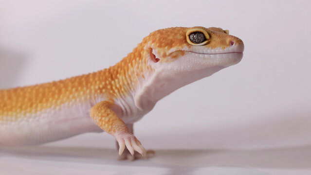 Close-up Profile of an Orange Leopard Gecko on White Background