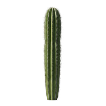 Single tall green columnar cactus isolated on white background, saguaro or pachycereus plant with sharp spines