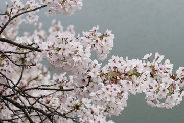 Fototapeta premium Cherry blossoms on a branch near water in a Japanese park.