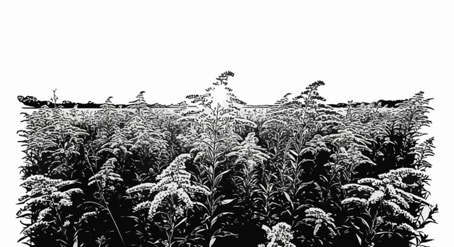 A dense, dark field of tall, feathery plants against a stark white sky