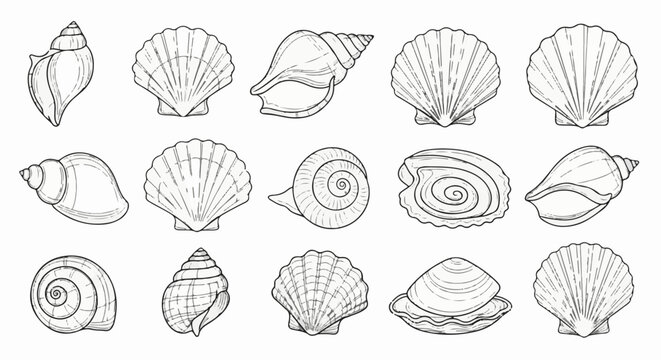 A collection of diverse seashells, meticulously sketched in black and white