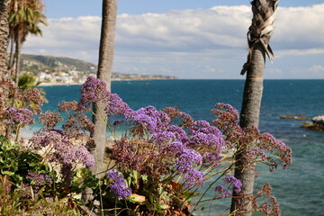 View of Laguna Beach coast with blossoming plants and flowers © Evi