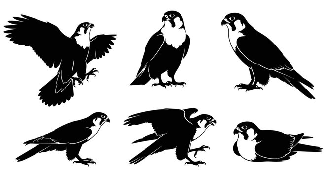 Set of Peregrine Falcon Silhouettes in Various Poses