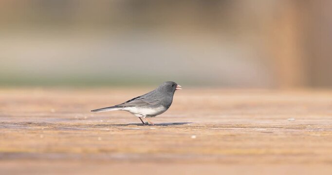 Dark eyed junco bird eating seeds on a wooden deck