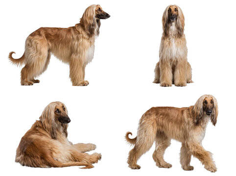 A beautiful compilation of four purebred Afghan Hounds in diverse and sophisticated studio poses.
