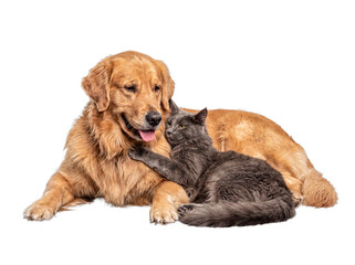 Obraz premium Happy golden retriever dog and gray cat in a playful moment of interspecies friendship on transparent background.