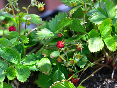 frische bl&uuml;hende Walderdbeere- Fragaria vesca im Fr&uuml;hling