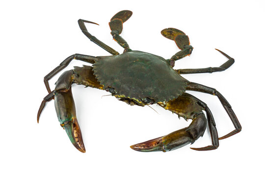 Scylla serrata. Mud crab isolated on white background. Raw materials for seafood restaurant concept. Live giant mud crab with big claw. Alive mud crab. Crustacean shellfish food allergen concept.