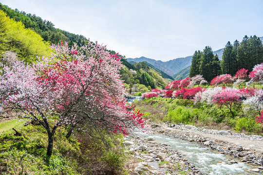 花桃の里に咲き誇る三色の花桃と清流の春景色