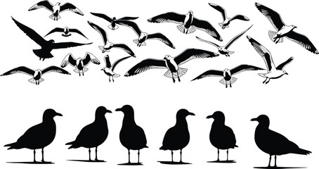 Fototapeta premium Black and white silhouette of seagulls in flight and standing positions featuring various wing spans and poses on white background,