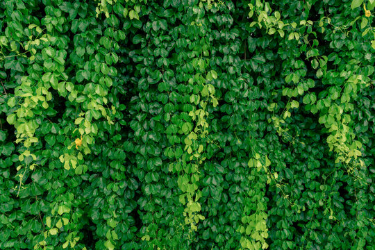 Green vine eco wall. Green creeping plant with wet leaves climbing on wall. Green leaves texture background. Green leaves of ivy with water drops. Exterior of sustainable building. Close to nature.