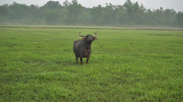 Black buffalo with big horns stands against the background of a green field. Buffalo grazes on the grass in slow motion