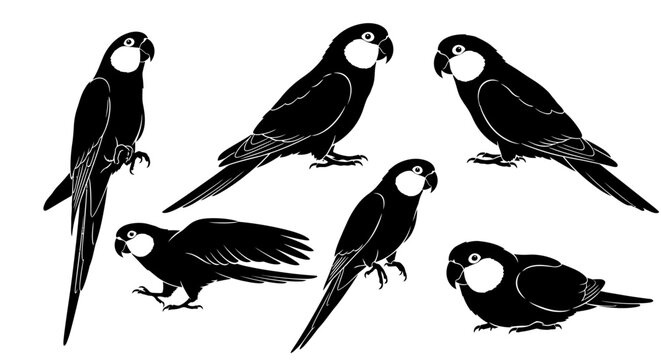 Set of Black Parrot Silhouettes, Vector Bird Icons