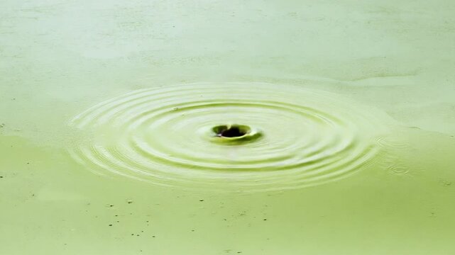 Ripple Effect: A single water drop creates concentric circles, symbolizing the far-reaching influence of an initial action. Capturing the essence of calm and continuous motion.
