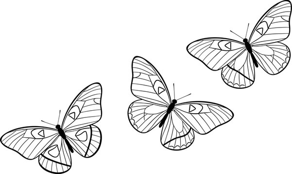 Wide panoramic black and white line art vector illustration of three beautiful butterflies flying in a group isolated on a clean white background.