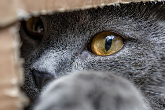 Cat peeking through a cardboard box gap, reaching paw close-up with curious playful expression
