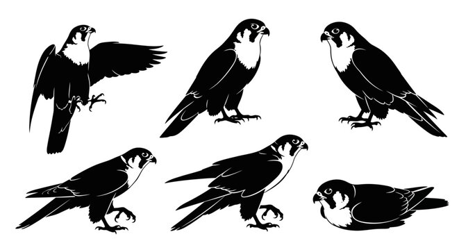 Peregrine Falcon Silhouette Set, Vector Bird Illustrations in Various Poses