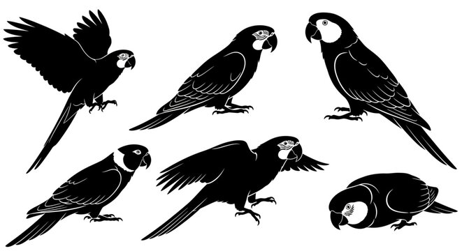 Set of Macaw Parrot Silhouettes in Various Poses ? Wildlife Vector Art