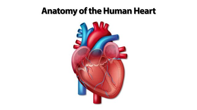 Anatomy of the Human Heart with Labeled Blood Flow Diagram