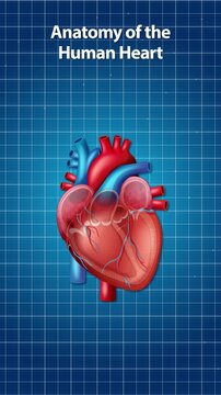 Anatomy of the Human Heart Diagram with Blood Flow Animation