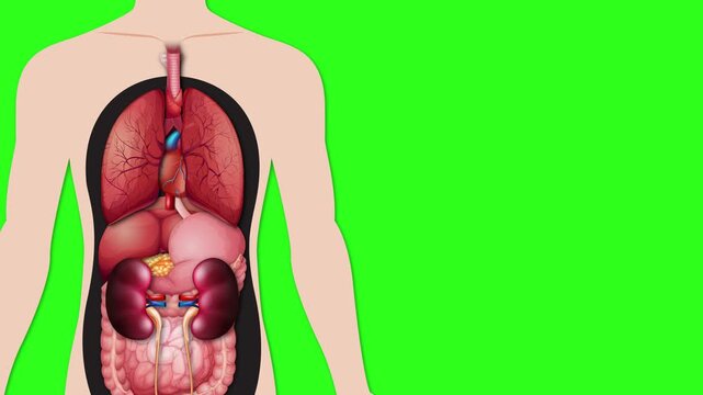 Anatomical Diagram of Human Heart Function and Blood Circulation on Green Screen